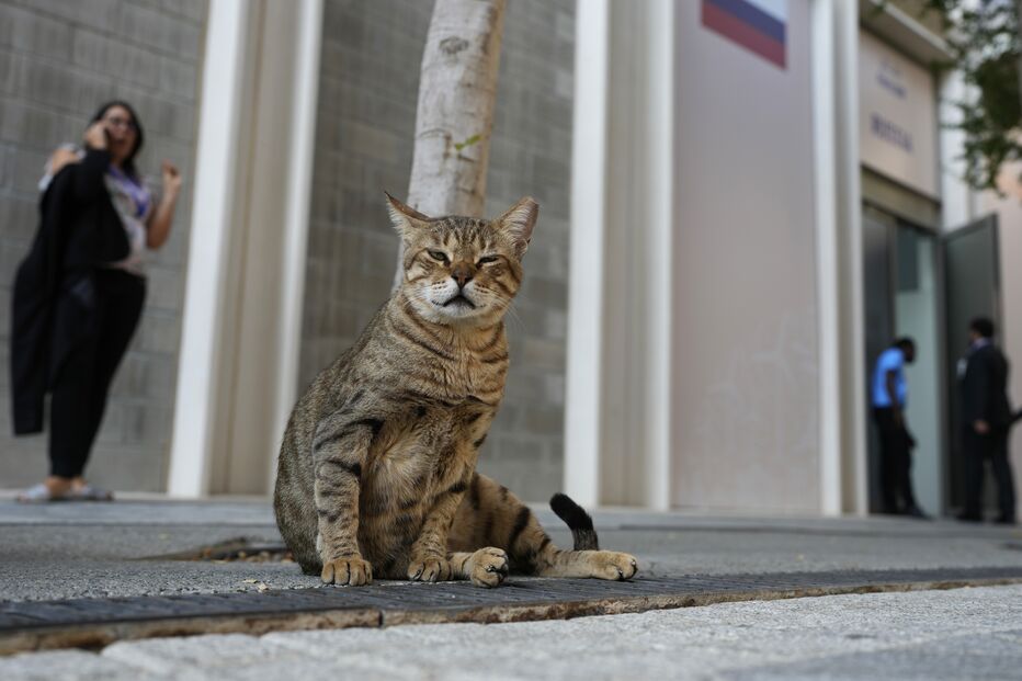 Gato abandonado no Dubai 