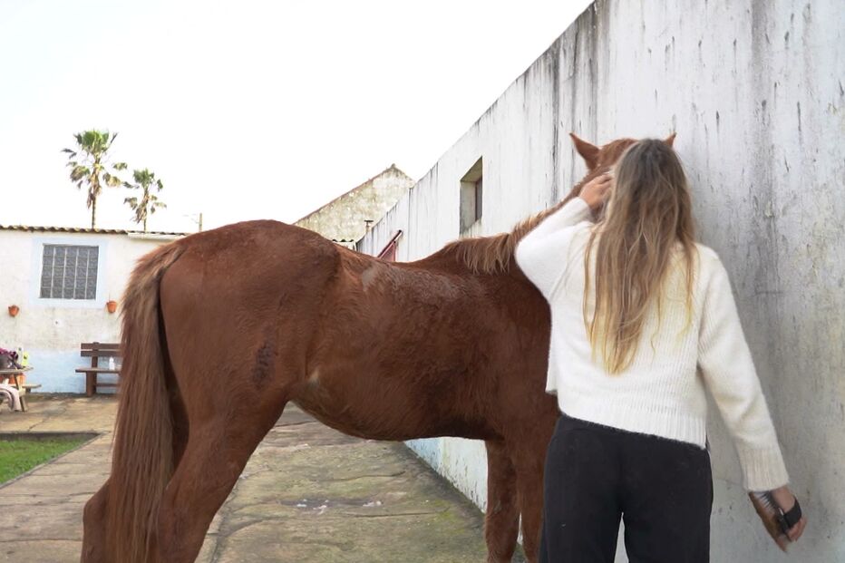 Cavalos negligenciados em Porto Covo: animais sem água e comida