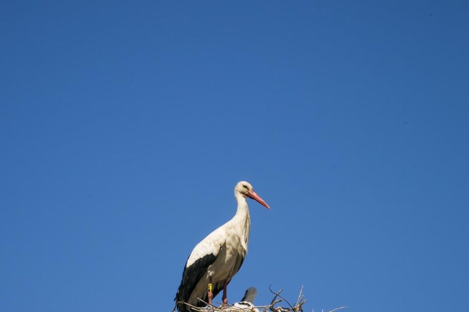 O 'apagão da cegonha' durou duas horas