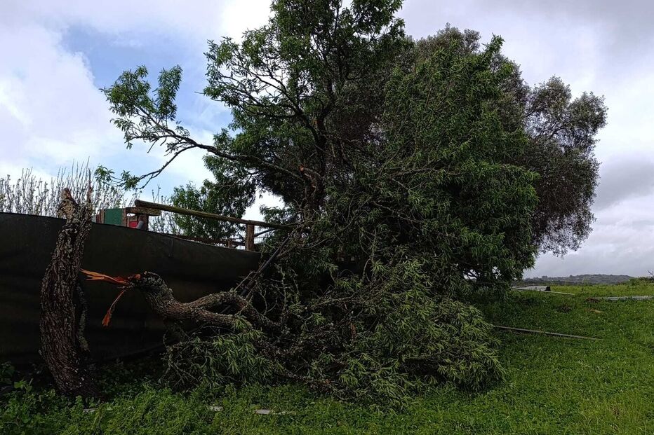 Árvore caída sobre estrutura após condições climáticas adversas