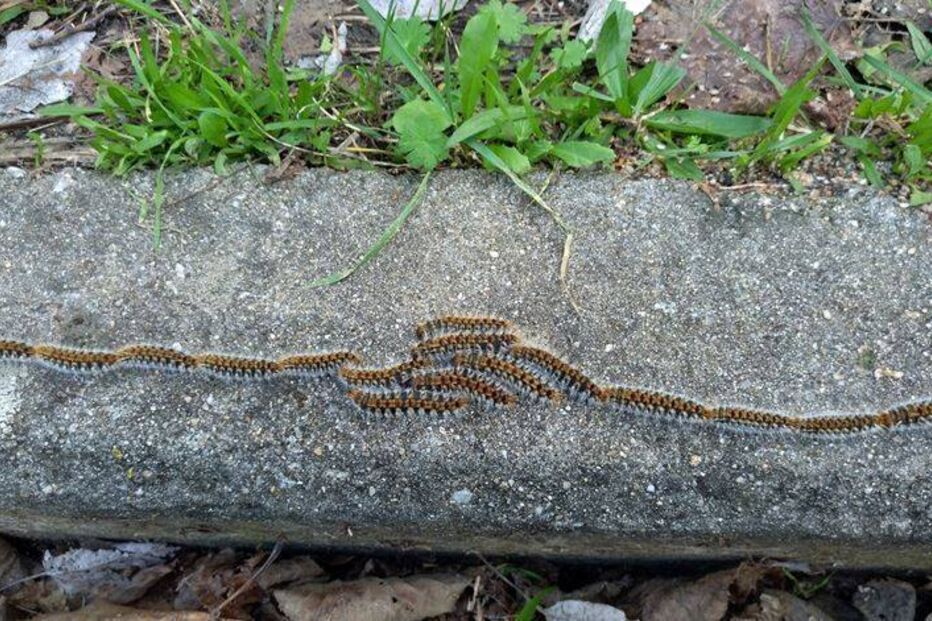 Lagarta do pinheiro: infeções aumentam na primavera. Alergias em crescimento