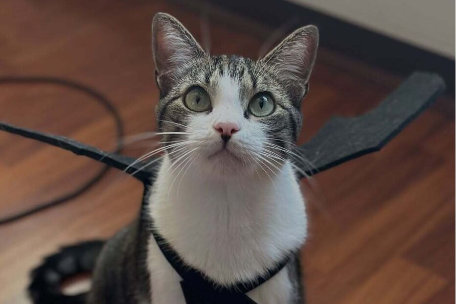 Gato do Chega conquista fãs nas redes sociais