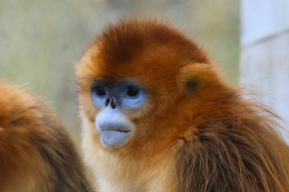 Cria de macaco-dourado nasce pela primeira vez fora do seu continente de origem