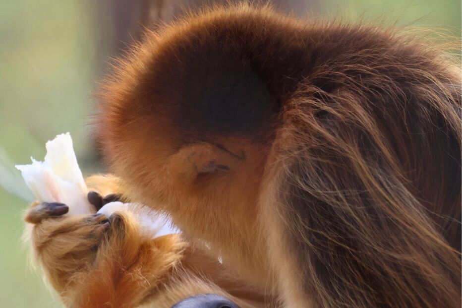 Filhote nasceu a 11 de março e 