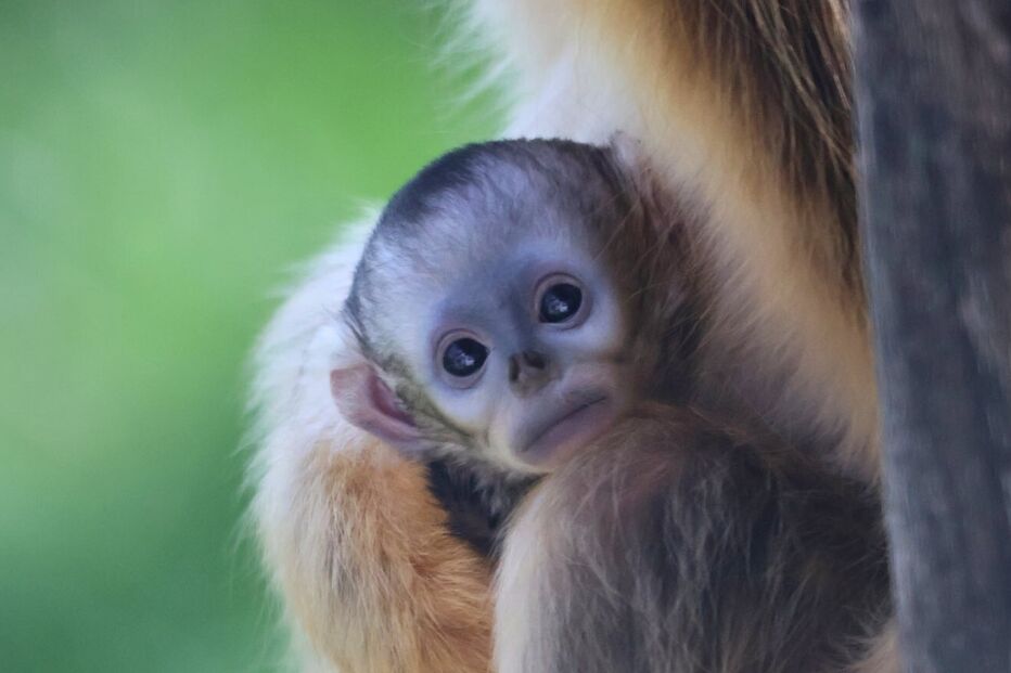 Filhote nasceu a 11 de março e 
