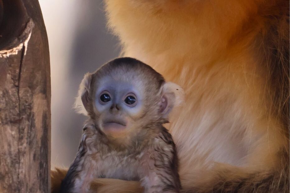 Filhote nasceu a 11 de março e 