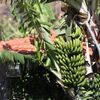 <![CDATA[ Madeira realiza testes com drones para transporte de banana ]]>