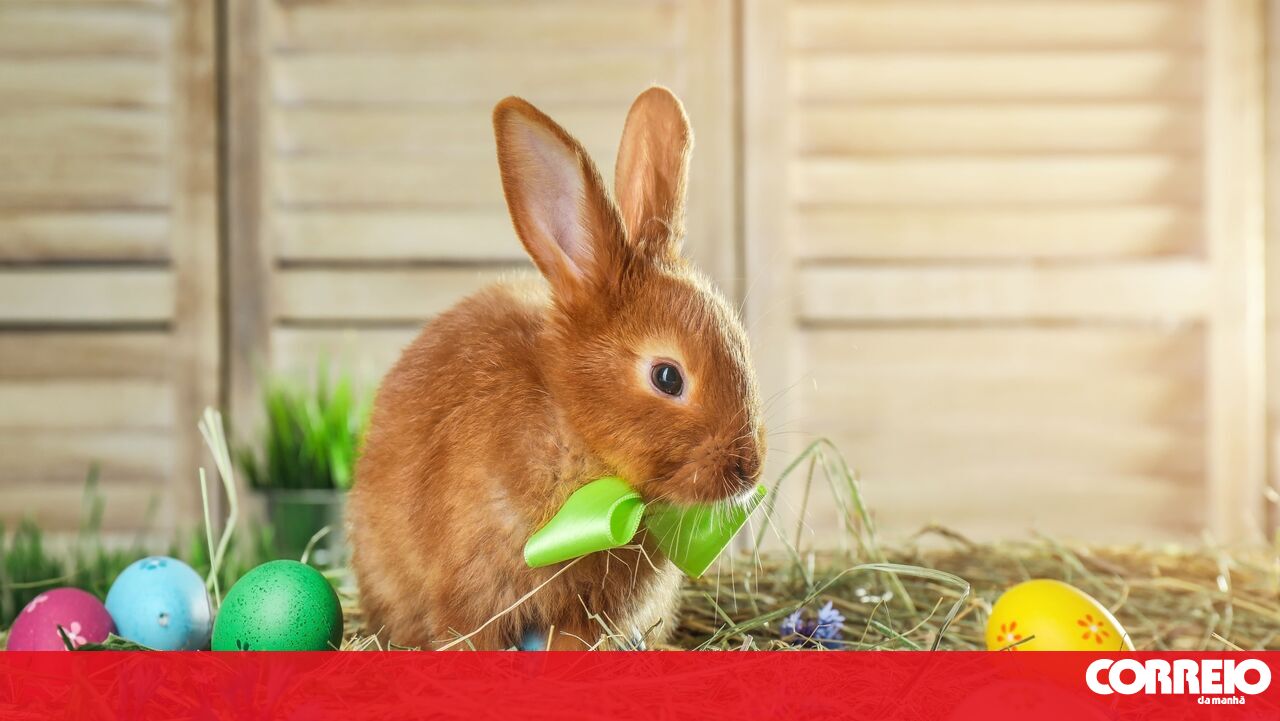 Bunnies, Eggs and... Storks? Meet the 7 animals associated with Easter