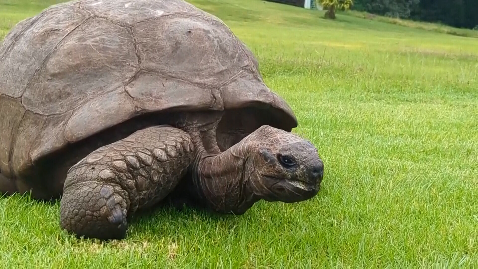 A tartaruga mais velha do mundo continua viva, apesar dos rumores sobre a sua morte