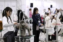 Tosquiador corta pelo a animal de estimação na feira de animais que ocorre no Japão 