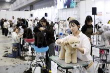 Tosquiador corta pelo a animal de estimação na feira de animais que ocorre no Japão 