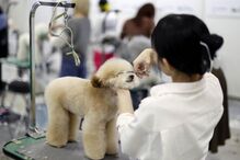 Tosquiador corta pelo a animal de estimação na feira de animais que ocorre no Japão 