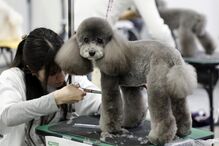 Tosquiador corta pelo a animal de estimação na feira de animais que ocorre no Japão 