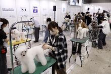 Tosquiador corta pelo a animal de estimação na feira de animais que ocorre no Japão 