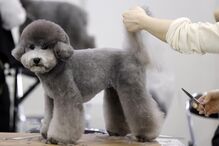 Tosquiador corta pelo a animal de estimação na feira de animais que ocorre no Japão 