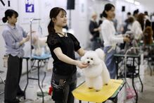 Tosquiador corta pelo a animal de estimação na feira de animais que ocorre no Japão 