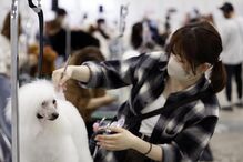 Interpets, Tosquiadores de cães