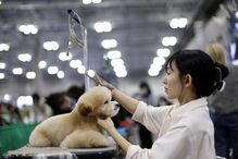Tosquiador corta pelo a animal de estimação na feira de animais que ocorre no Japão 