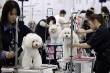 Tosquiador corta pelo a animal de estimação na feira de animais que ocorre no Japão 