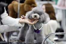 Tosquiador corta pelo a animal de estimação na feira de animais que ocorre no Japão 