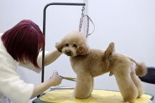 Tosquiador corta pelo a animal de estimação na feira de animais que ocorre no Japão 