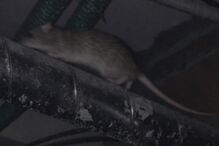 Infestação de ratos nos tetos de esquadra da PSP em Vila Nova de Gaia