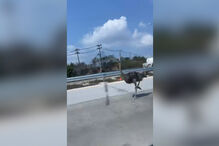 Avestruz escapa de café e coloca-se em fuga em autoestrada. Foi apanhada 15 quilómetros depois