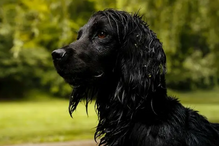 Cão de William e Kate dorme com o casal.
