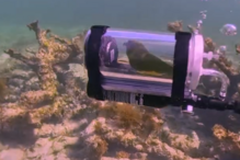 Papagaio aventura-se no fundo do mar dentro de mini submarino improvisado pelo dono 