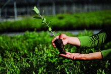 Eucalipto: o guardião da floresta