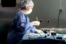 Cirrose ainda é a principal causa de transplantes hepáticos em Portugal