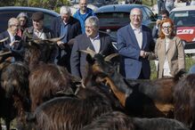 Há 30 milhões de euros para atrair novos pastores e aumentar os rebanhos 