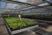 Centro Interpretativo da Banana na Madeira