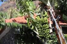 Centro Interpretativo da Banana na Madeira