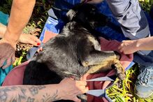 Bombeiros resgatam cão de poço com 25 metros de profundidade em Leça da Palmeira