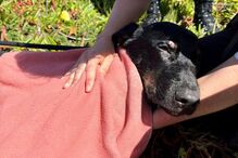 Bombeiros resgatam cão de poço com 25 metros de profundidade em Leça da Palmeira