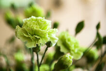 Em dia de cravos vermelhos, surgem cravos verdes. Conheça a flor que se tornou símbolo da identidade gay no século XIX