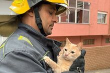 Bombeiro resgata gato em Gondomar, Portugal