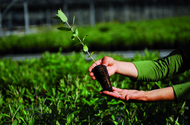 Eucalipto: o guardião da floresta