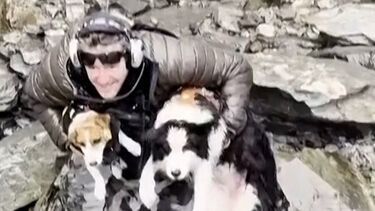 Cadela perdida em floresta na Nova Zelândia resgatada de helicóptero após campanha solidária 