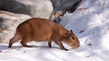 Capivaras exploram neve no recinto do jardim zoológico em Moscovo