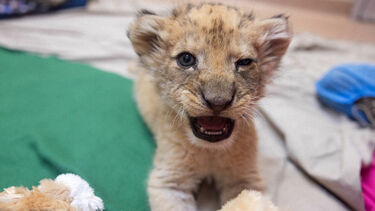 Patinhas pequenas, rugidos 'grandinhos': Conheça o filhote de leão do Zoo Knoxville