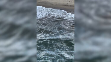 Pescador de 20 anos resgata tubarão branco na Califórnia 