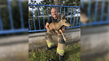 Bombeiros resgatam veado que ficou preso em vedação no domingo de Páscoa 