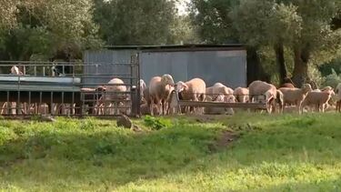 Atividade agropecuária sofre com o aumento de preços devido ao conflito no Médio Oriente