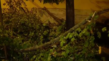 Árvore de grande porte cai junto ao Cemitério dos Prazeres em Lisboa