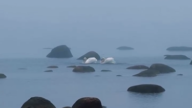 Cisnes protagonizam “dança do amor” em imagens raras captadas na Finlândia 