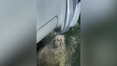 Manatim surpreende polícia ao aproximar-se de barco para “beber água” nos EUA 