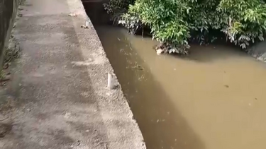 Pecuária identificada pela GNR por poluir linha de água nas Caldas da Rainha