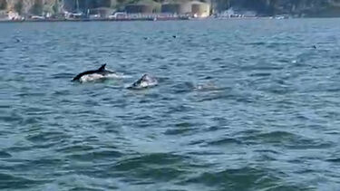Golfinhos avistados no rio Tejo. Veja o vídeo 